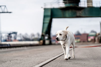 Portrait of a dog in industrial docks, labrador retriever.