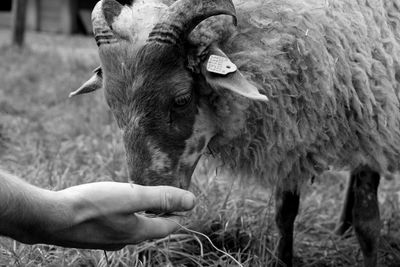 Cropped hand of man feeding sheep on field