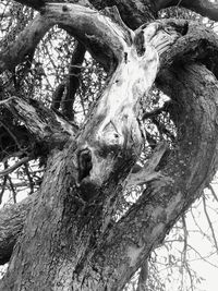 Close-up of tree trunk in forest