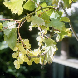 Close-up of flowering plant against tree