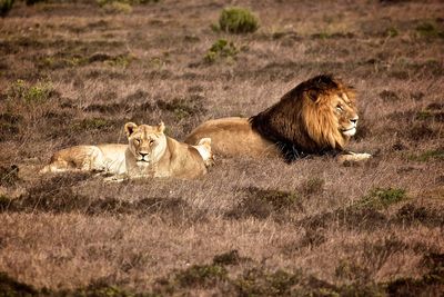 Lion and lioness relaxing on field