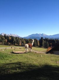 Llama in a field