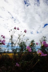 Close-up of pink flowering plants on field against sky