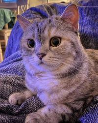 Close-up portrait of a cat