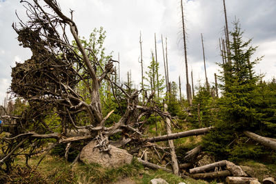 View of tree trunks in forest against sky