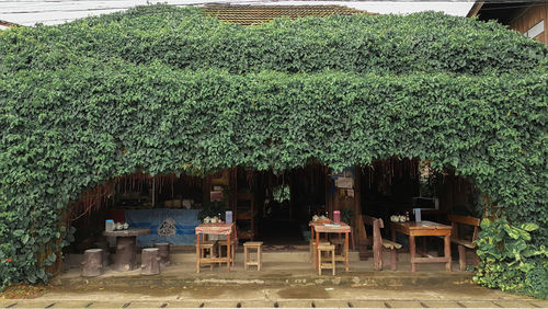 Chairs and trees against plants