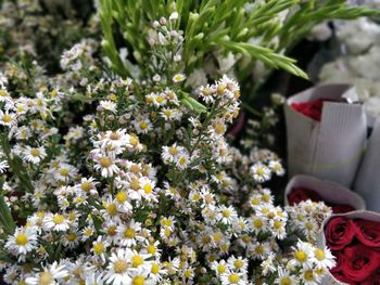 Close-up of white daisy flowers for sale