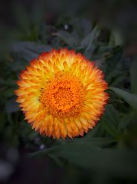 Close-up of orange flower