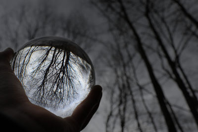 Close-up of hand holding bare tree against sky