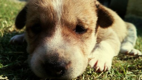 Close-up of puppy relaxing on grassy field during sunny day