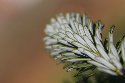 Close-up of white flower