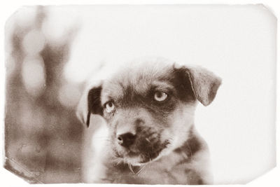 Close-up portrait of dog