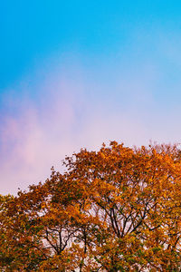 Low angle view of autumnal trees against blue sky