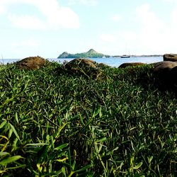 Scenic view of grassy field against sky