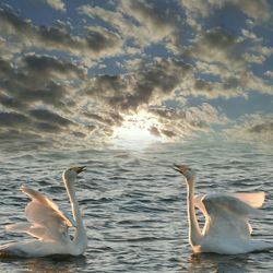 Swans swimming in water against sky