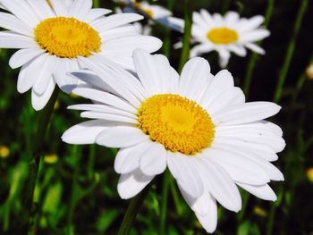 Close-up of daisies blooming outdoors