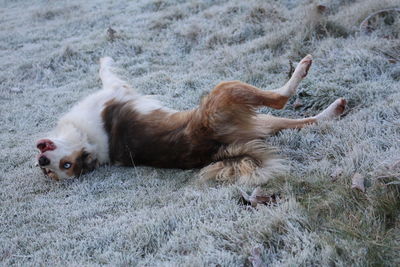 Portrait of dog on grass