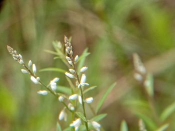 Close-up of fresh green plant leaves