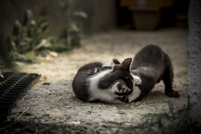 Cat relaxing on a field