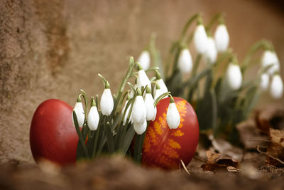 Close-up of flowers growing on field