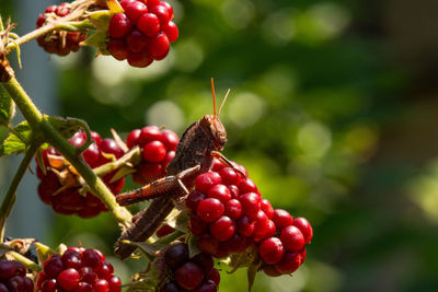 Close-up of red berries growing on tree