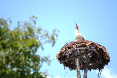 Low angle view of bird perching on nest against sky