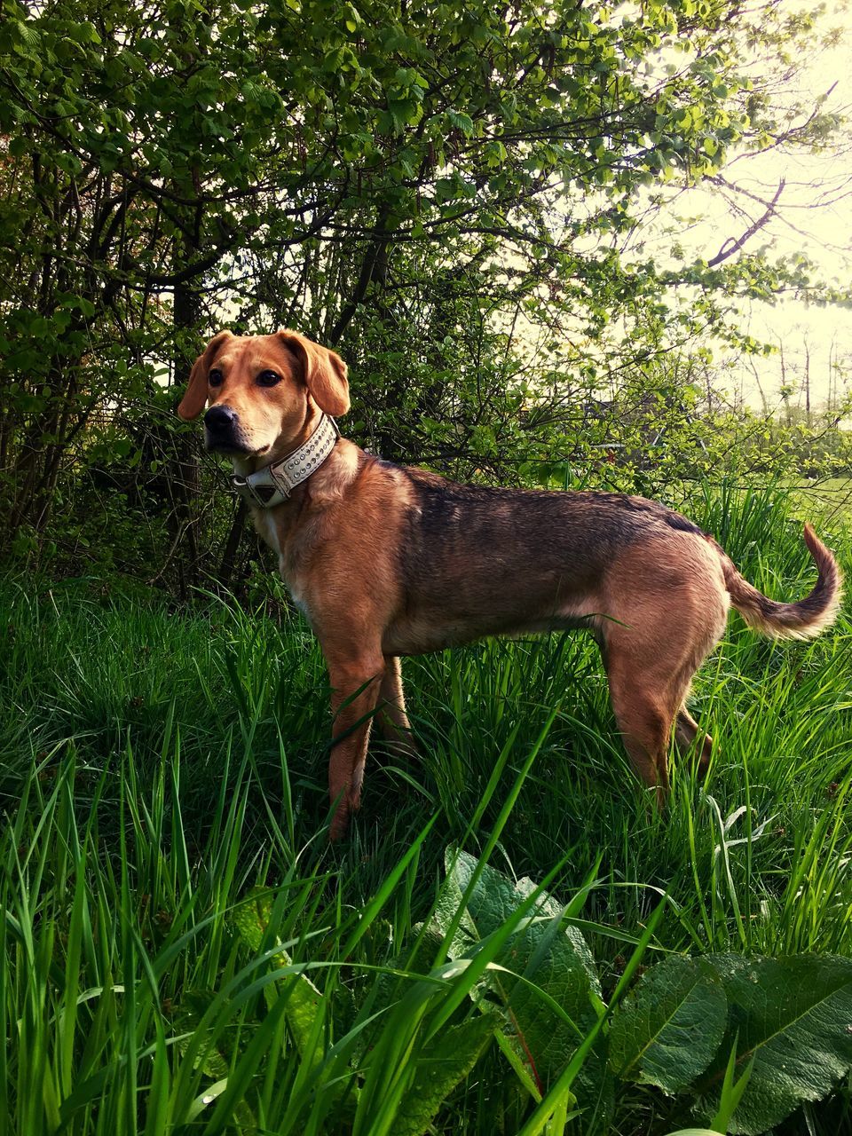 PORTRAIT OF RABBIT ON GRASSY FIELD