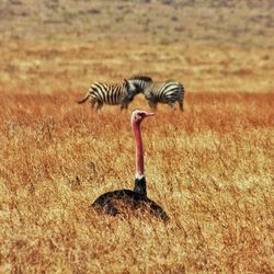 View of a bird on land