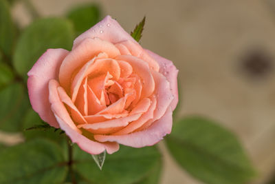 Close-up of rose flower