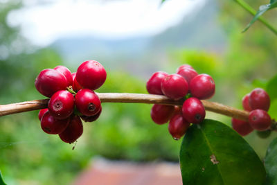 Close-up of fruits on tree