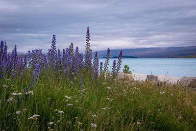 Scenic view of flowering plants on field against sky