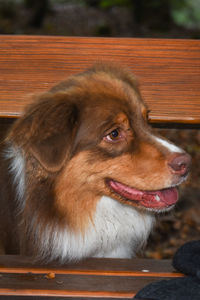 Close-up of dog looking away