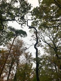 Low angle view of trees against sky