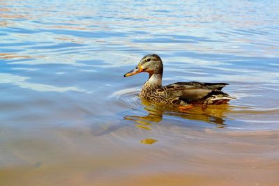 Duck swimming in lake