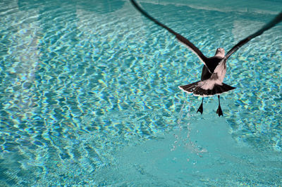 Seagull flying over sea