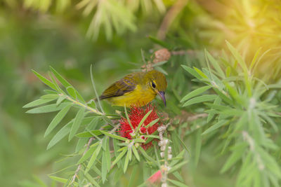 Close-up of sunbird perching on plant by red flower