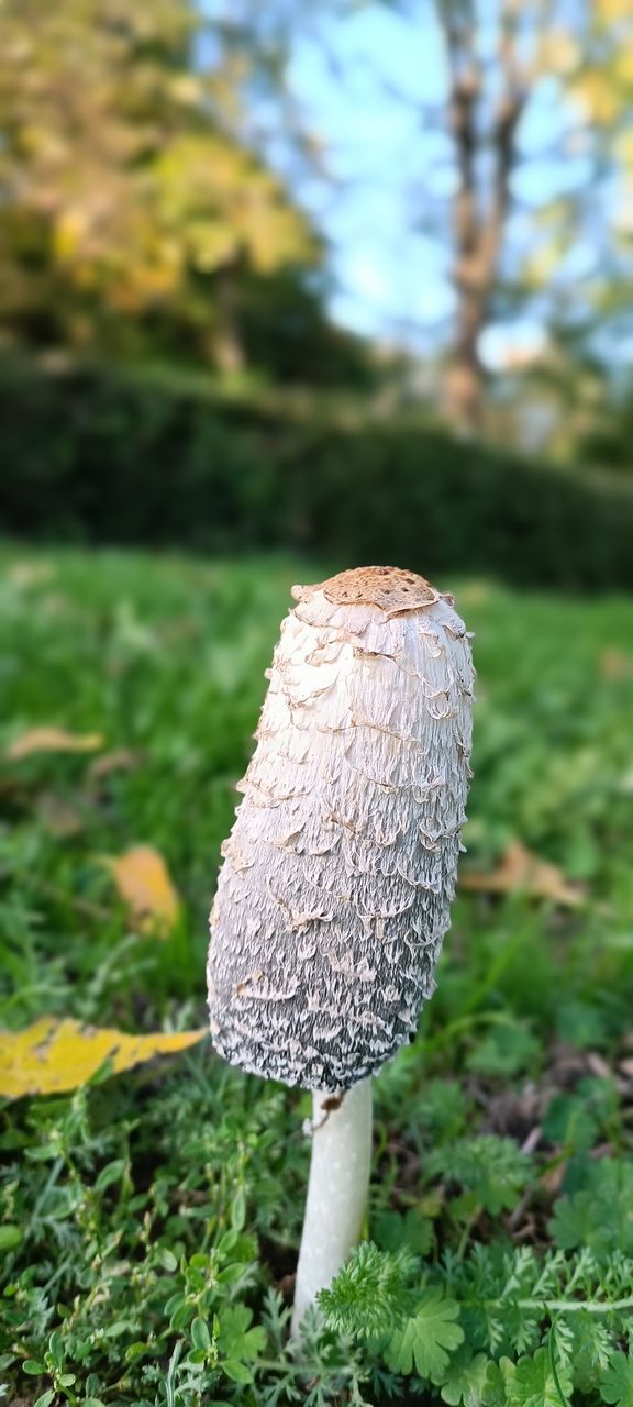 plant, mushroom, fungus, vegetable, growth, food, nature, woodland, land, focus on foreground, tree, grass, close-up, green, day, no people, beauty in nature, forest, outdoors, field, toadstool, edible mushroom, food and drink, soil, freshness, leaf, autumn, lawn, penny bun