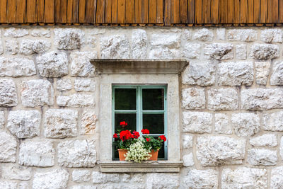 Potted plant against window of building