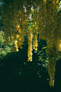 Close-up of yellow flowers on tree