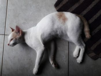 High angle view of cat relaxing on floor