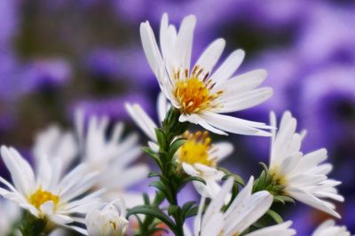 Close-up of flowers blooming outdoors