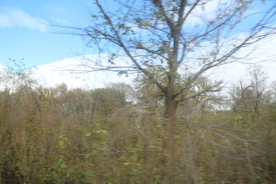 View of trees on landscape against sky