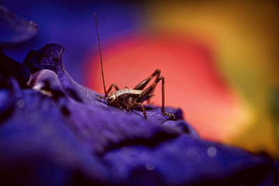 Close-up of spider