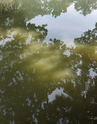 Reflection of trees in lake