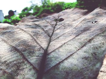 Close-up of tree trunk