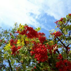 Low angle view of trees against sky