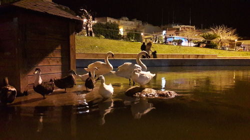 Birds in illuminated park against sky at night