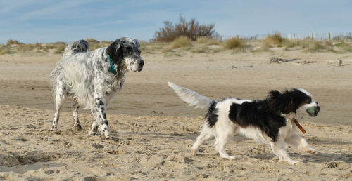 Two purebred dogs big and small walking on the beach