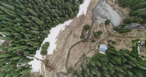 Aerial view of road amidst trees