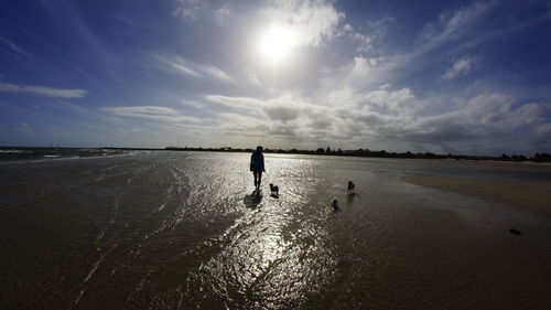 Silhouette person walking with puppies at beach against sky on sunny day